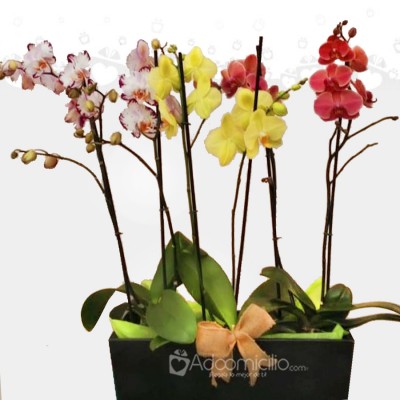 Orquideas Phalaenopsis 1 Vara Con Matera por 3
