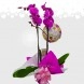 Orquídea En Planta Para Regalar A Domicilio En Bogotá 