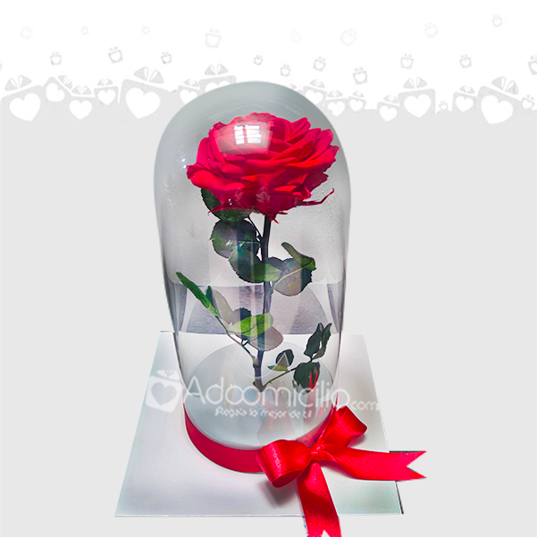 Rosas Preservadas En Cali 