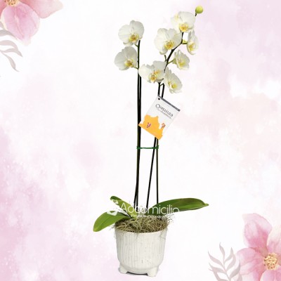 Orquídea Con Matera Para El Día De La Madre A Domicilio En Pereira Pedido Con Un Día De Anticipación 