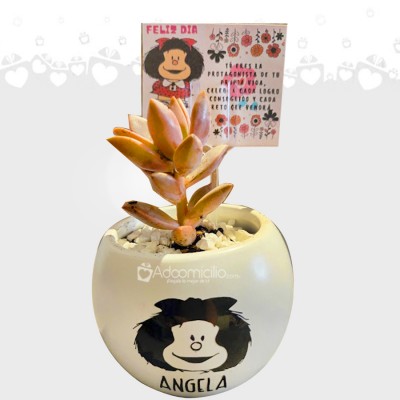 Suculenta De Regalo Para El Día De La Mujer A Domicilio En Bogotá Pedido Con Un Día De Anticipación 